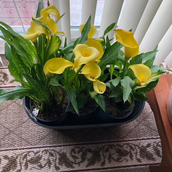 Meet your Posher, Gloria - Picture 12 of 15